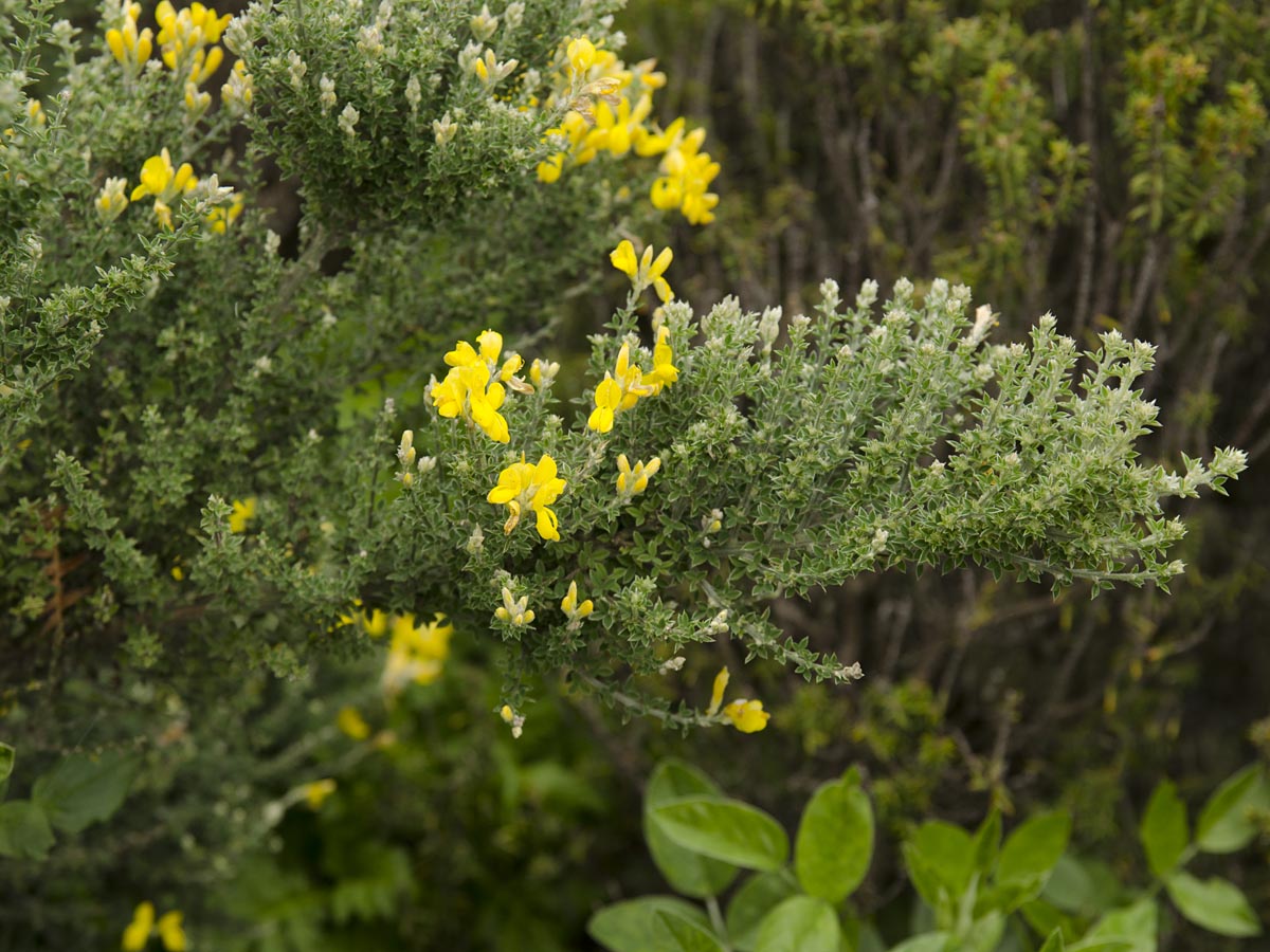 Teline canariensis